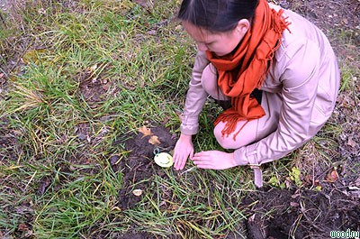 В честь столетия Шумерли городские школьники высадили молодую дубовую аллею
