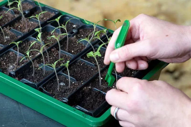 Как правильно пикировать рассаду помидоров: подробные инструкции различных способов для 2019 года