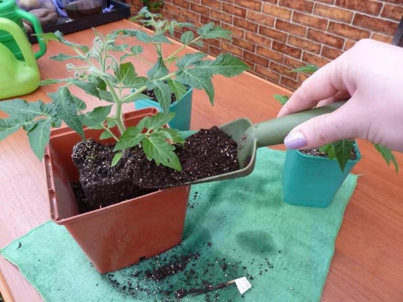 Как правильно пикировать рассаду помидоров: подробные инструкции различных способов для 2019 года