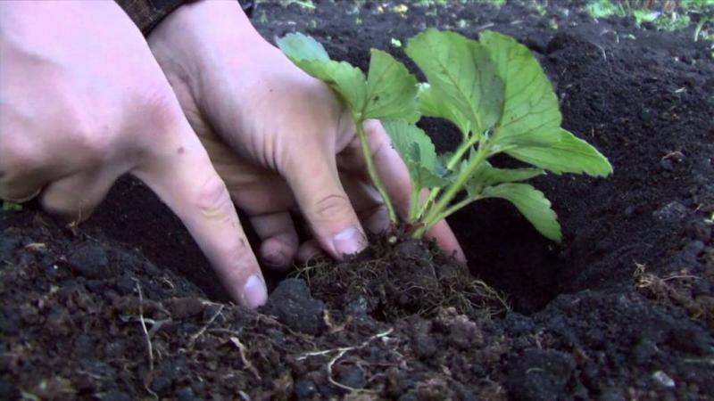 Как вырастить землянику из семян в домашних условиях в 2019