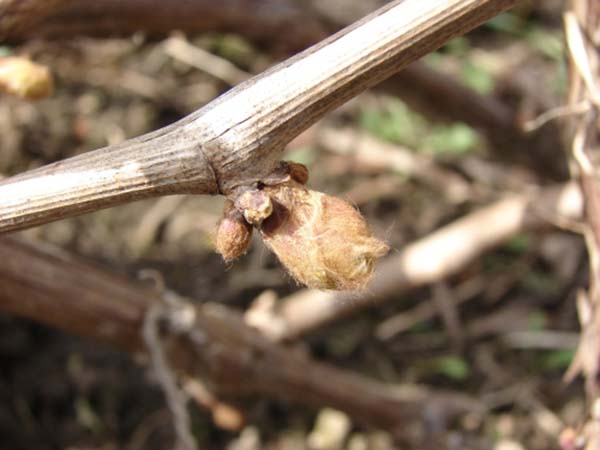 Обработка винограда весной: когда и чем опрыскивать от болезней и вредителей