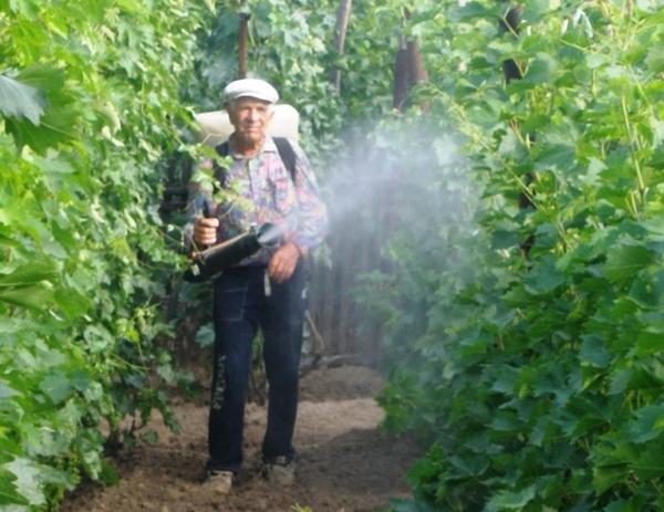 Обработка винограда весной: когда и чем опрыскивать от болезней и вредителей