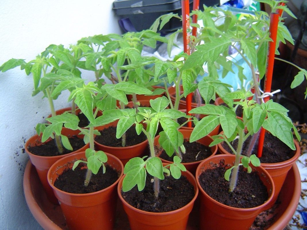 Как правильно пикировать рассаду помидоров: правила безопасной подготовки растений к процедуре и её проведение