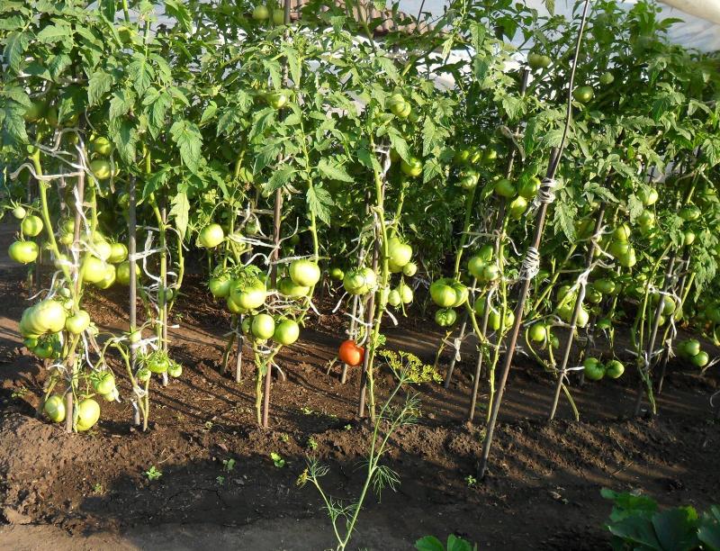 Куриный помет как удобрение: как применять на огороде, отзывы и рецепты подкормок от садоводов