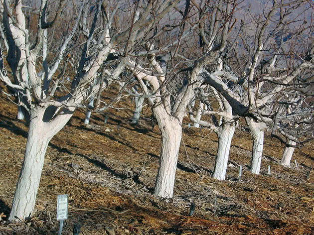 Побелка деревьев осенью: когда и чем белить деревья