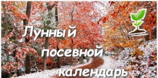 Лунный календарь садоводов и огородников на ноябрь 2019 года Лунный календарь садоводов и огородников на ноябрь 2019 года