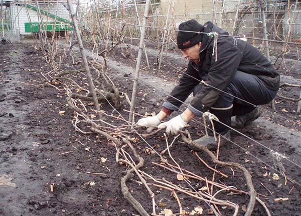 Обработка винограда от болезней и вредителей осенью перед укрытием: железный купорос и другие средства