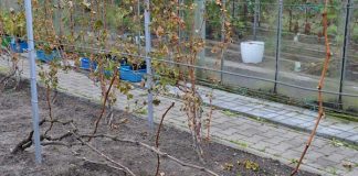 Обработка винограда от болезней и вредителей осенью перед укрытием: железный купорос и другие средства Обработка винограда от болезней и вредителей осенью перед укрытием: железный купорос и другие средства