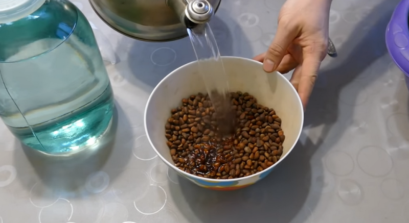 Рецепты настойки и самогона на кедровых орехах, их польза и вред
