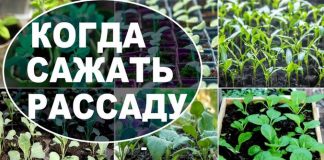 Благоприятные дни для рассады в марте 2020 года: следовать ли посевному календарю, сроки посева семян на рассаду и уход за ней в марте 2020 года? Благоприятные дни для рассады в марте 2020 года: следовать ли посевному календарю, сроки посева семян на рассаду и уход за ней в марте 2020 года?