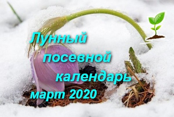 Благоприятные дни для рассады в марте 2020 года: следовать ли посевному календарю, сроки посева семян на рассаду и уход за ней в марте 2020 года?
