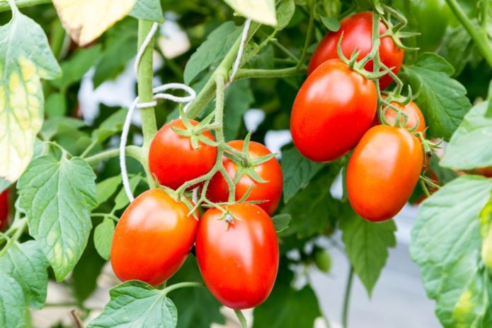 Когда сажать томаты на рассаду в 2020 году