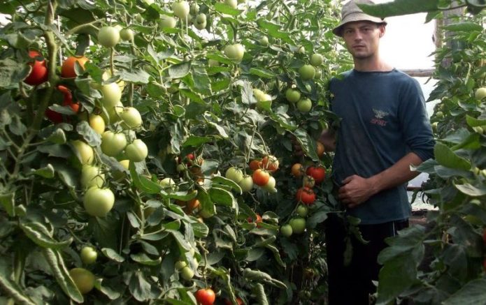 Когда сажать томаты на рассаду в 2020 году