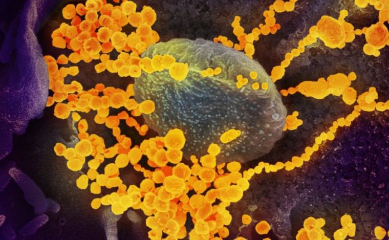 Как иммунитет человека борется с коронавирусом