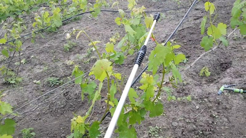 Как правильно и чем обработать виноград от болезней и вредителей весной после открытия