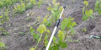 Как правильно и чем обработать виноград от болезней и вредителей весной после открытия Как правильно и чем обработать виноград от болезней и вредителей весной после открытия