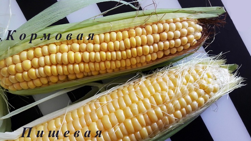 Как отличить кормовую кукурузу от пищевой и сферы применения обоих видов