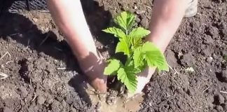Инструкция по правильной посадке малины летом для начинающих садоводов