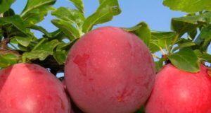 описание сорта, его преимущества и недостатки, рекомендации по выращиванию и защите от болезней и вредителей
