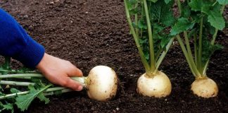 Когда собирать урожай репы осенью, от чего зависят сроки уборки, руководство по сбору и хранению как собирать урожай репы
