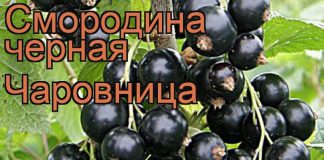 описание и характеристики сорта, его преимущества и недостатки, инструкция по выращиванию