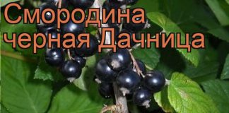 описание сорта, инструкция по его выращиванию, отзывы дачников и полезные советы