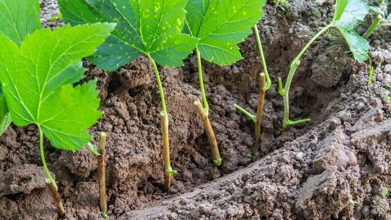 Инструкция для садоводов-новичков: как размножить черную смородину