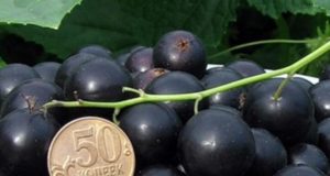 описание особенностей, инструкция по выращиванию, сорта-опылители, отзывы садоводов